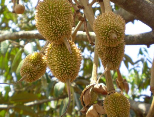 Kampung Buah Cikalong Cluster Durian Musang King